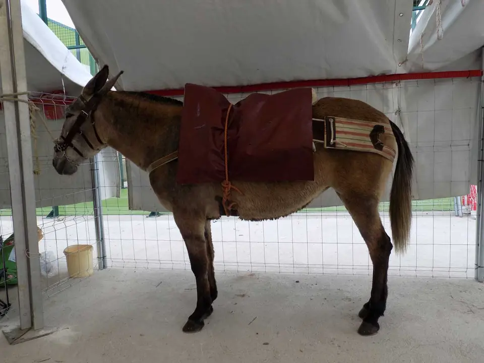 feria-caza-brazatortas-1