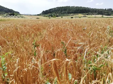EuropaPress_3152998_campos_cultivo_pla_mallorca