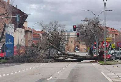 arbol-ca&iacute;do