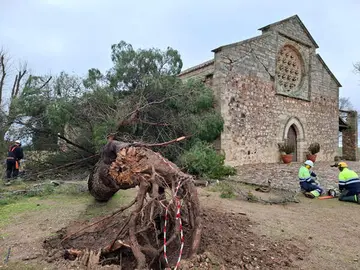 &aacute;rbol-ermita-alarcos-temporal