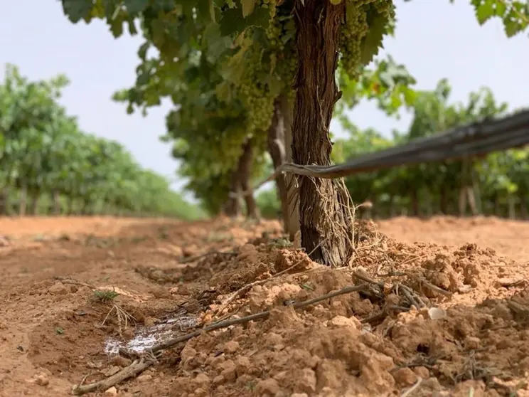 EuropaPress_4240728_explotacion_agropecuaria_vinedo