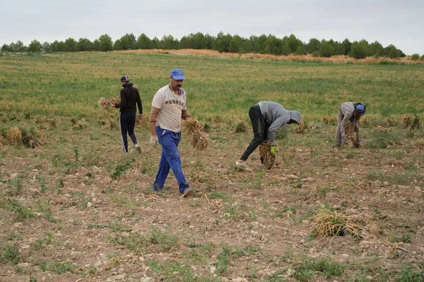 EuropaPress_4561109_vista_general_varios_agricultores_recogida_ajo_morado_campo_cooperativa