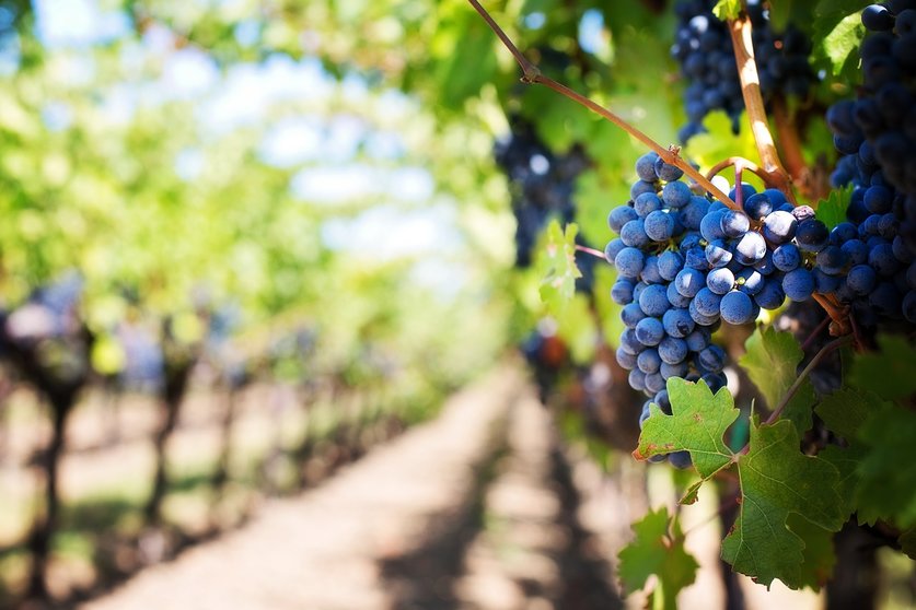 Castilla-La Mancha recupera la ley de la viña y el vino, una ley muy necesaria para dar valor y visibilidad al sector