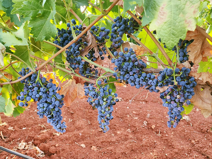 En las noches del 12 y el 16 de agosto, los agricultores empezarán a recoger la uva Chardonnay, para después cosechar las vides más afectadas por el calor, principalmente tempranillo de secano y Verdejo hasta el 21 de agosto.
