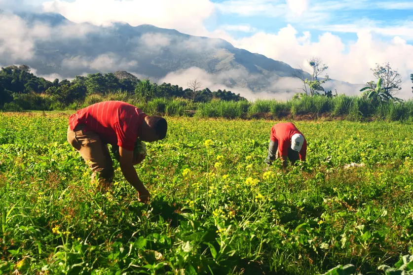 Dos agricultores recolectan hortalizas de un sembradío del poblado de Chirgua, municipio Bejuma. Las condiciones climáticas de la región garantizan altos índices de fertilidad en sus tierras, permitiendo así la fructífera siembra y cosecha tanto de papa como de muchos otros alimentos.