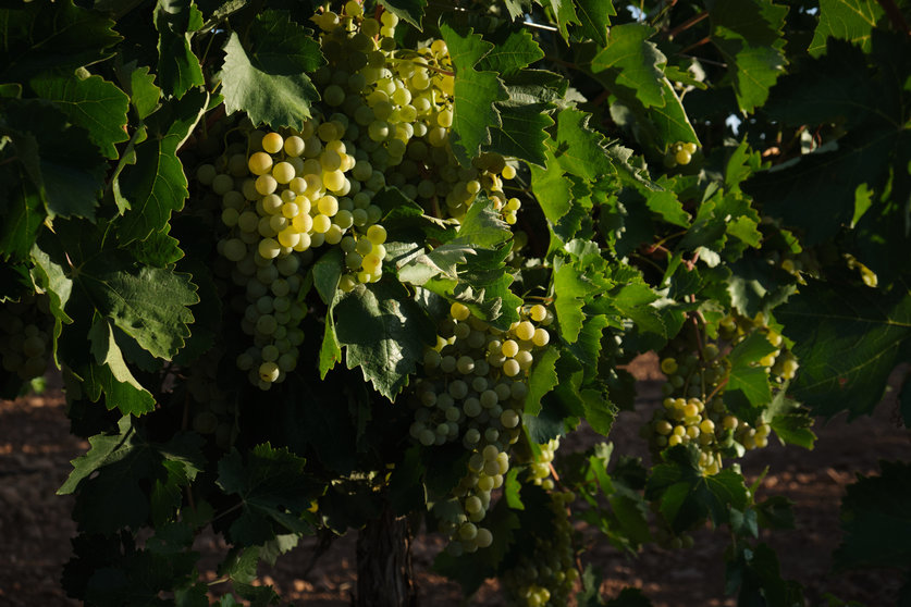 Vendimia de uva Sauvignon Blanc en la localidad de Manzanares, Castilla - La Mancha, España. 25 de agosto de 2022.