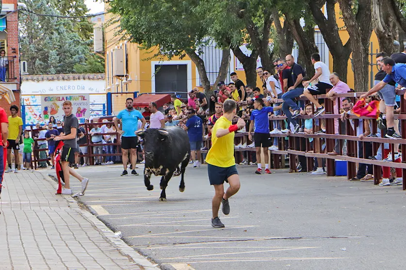 Uno de los cuatro astados soltados hoy en Almodóvar del Campo