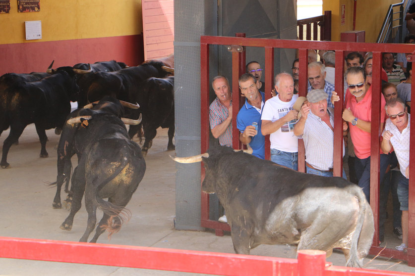 Grupo de toros regresando ayer a 'Las Eras de Marta'