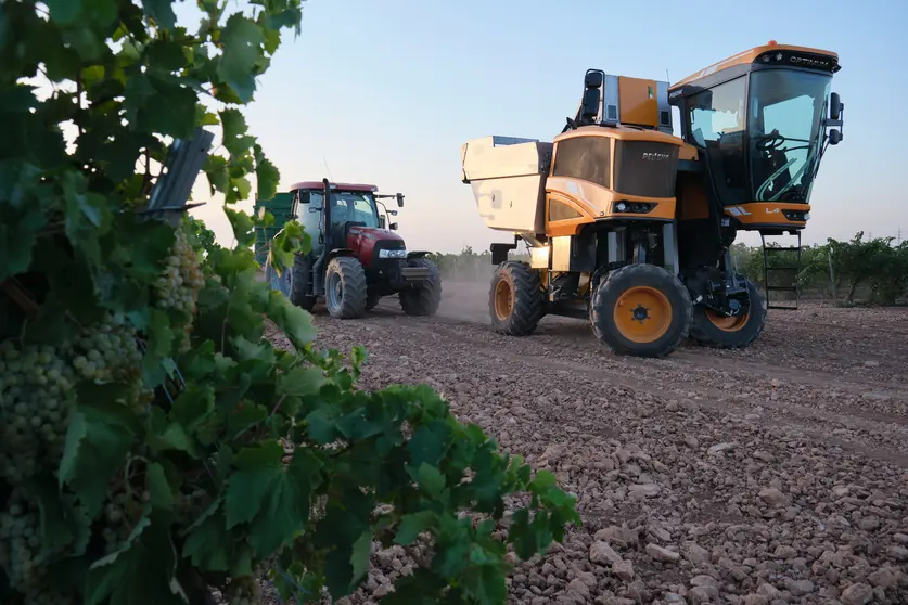 Vendimia de uva Sauvignon Blanc en la localidad de Manzanares, Castilla - La Mancha, España. 25 de agosto de 2022.