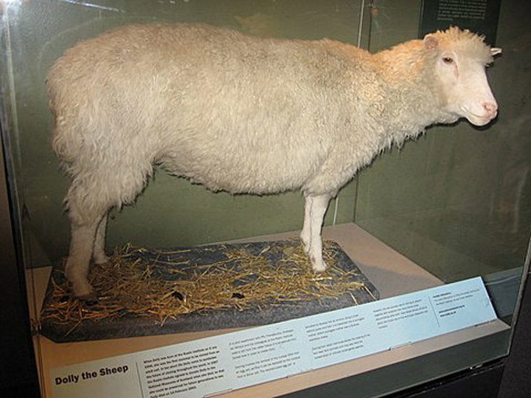 La oveja Dolly disecada. Fuente: es.wikipedia.org