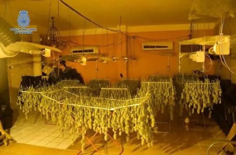 Plantas de marihuna decomisadas en Ciudad Real en la operación 'Pantera'.