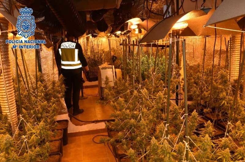 Agentes de la Policía Nacional desmantelan una plantación de más de 500 plantas de marihuana en Alcázar.