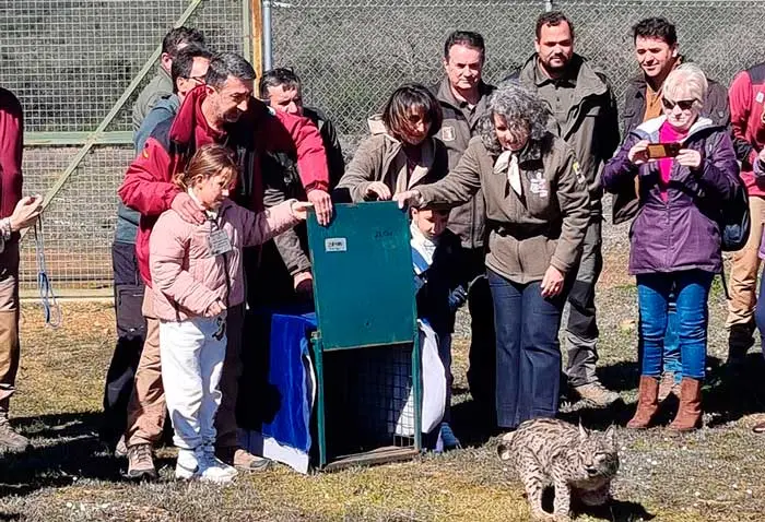 lince-ibérico