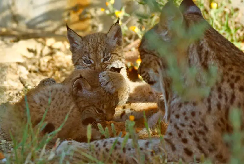 lince-2
