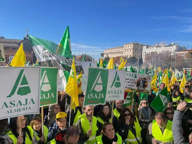 mani-asaja-4