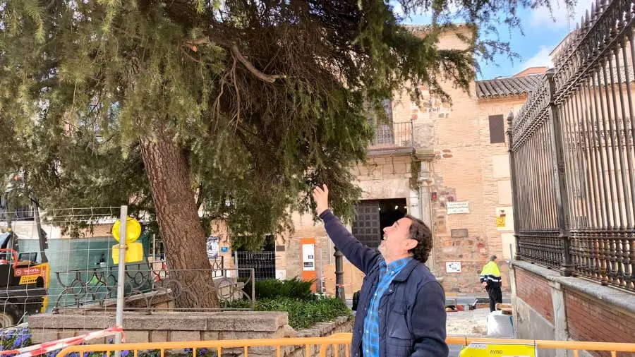 Control-procesionaria-del-pino-1