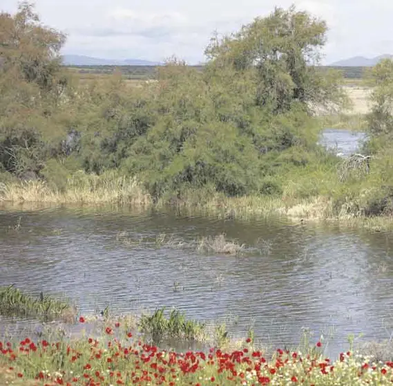 Las Tablas de Daimiel. Fuente: ceclmdigital.uclm.es
