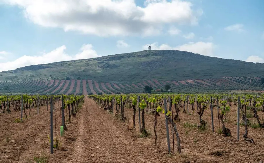 vi&ntilde;edo-chg