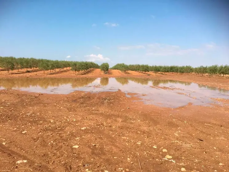 campo-montiel-sequ&iacute;a-campo