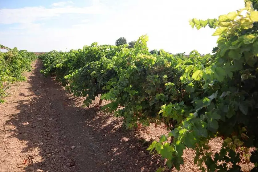 vi&ntilde;edo
