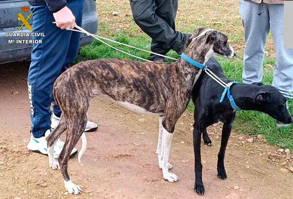 caza-furtiva-galgos