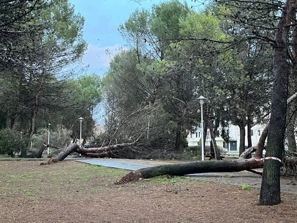 pinar-temporal-4