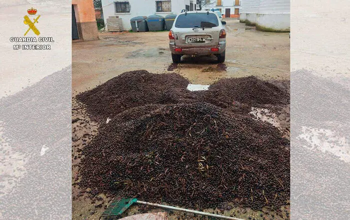 aceituna-3