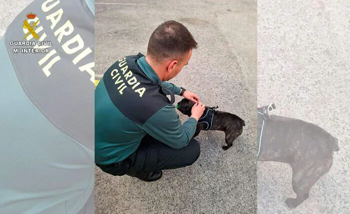 cachorros-guardia-civil