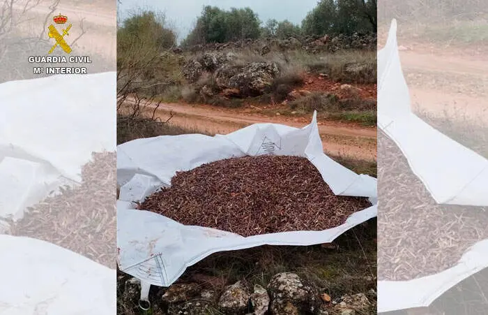 hurto-aceituna-campo-guardia-civil