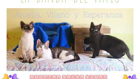 3 patas 2