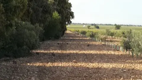 pedro-mu&ntilde;oz-conejos