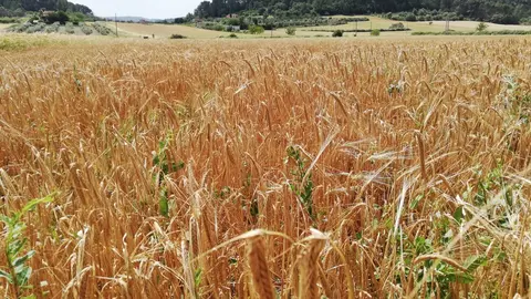 EuropaPress_3152998_campos_cultivo_pla_mallorca
