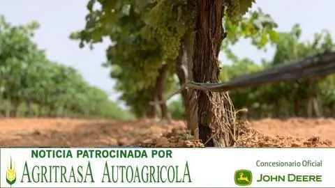 Explotaci&oacute;n vitivin&iacute;cola en Castilla-La Mancha