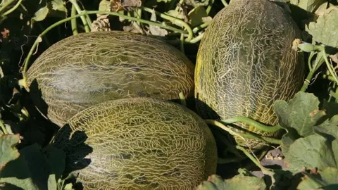 airen-melon-820x394