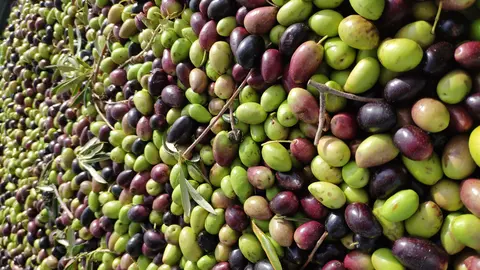 EuropaPress_3548131_aceituna_oliva_cosecha_aceite