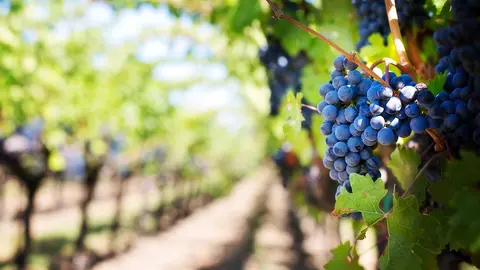 Castilla-La Mancha recupera la ley de la vi&ntilde;a y el vino, una ley muy necesaria para dar valor y visibilidad al sector