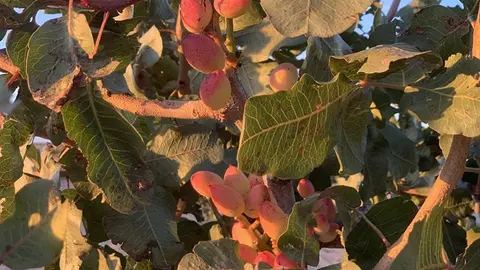 Cultivo de Pistachos.