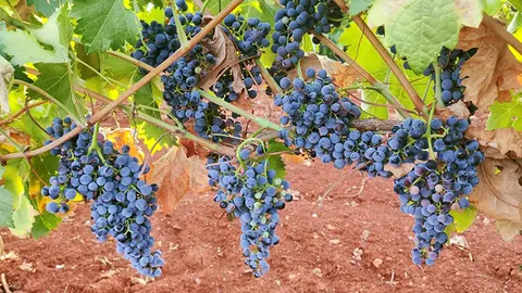 En las noches del 12 y el 16 de agosto, los agricultores empezar&aacute;n a recoger la uva Chardonnay, para despu&eacute;s cosechar las vides m&aacute;s afectadas por el calor, principalmente tempranillo de secano y Verdejo hasta el 21 de agosto.