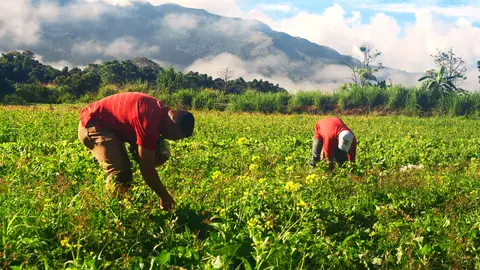 Dos agricultores recolectan hortalizas de un sembrad&iacute;o del poblado de Chirgua, municipio Bejuma. Las condiciones clim&aacute;ticas de la regi&oacute;n garantizan altos &iacute;ndices de fertilidad en sus tierras, permitiendo as&iacute; la fruct&iacute;fera siembra y cosecha tanto de papa como de muchos otros alimentos.