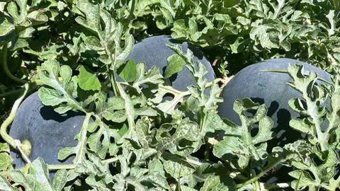 El mel&oacute;n y la sand&iacute;a han sufrido el alza de los precios en fertilizantes y abonos, pl&aacute;stico y el transporte.