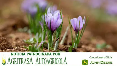 Cultivo de azafr&aacute;n en La Mancha