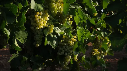 Vendimia de uva Sauvignon Blanc en la localidad de Manzanares, Castilla - La Mancha, Espa&ntilde;a. 25 de agosto de 2022.
