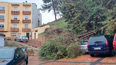 &Aacute;rbol ca&iacute;do en Cuenca a consecuencia de las lluvias
EUROPA PRESS
13/12/2022