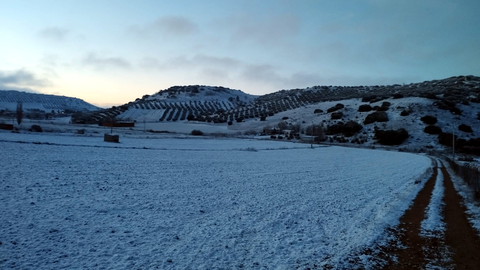 Carrizosa nevado 1
