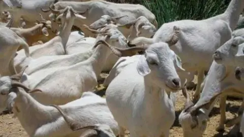 EuropaPress_2417157_ganaderia_cabras_explotacion_ganadera_animales