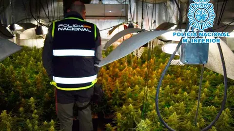 marihuana