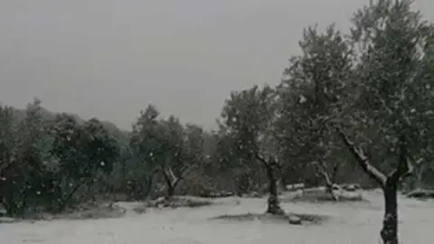 nieve
