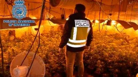 marihuana