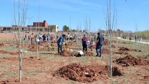 En la plantaci&oacute;n llevada a cabo ayer domingo, 26 de marzo, participaron 230 familias.