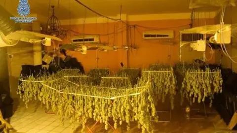 Plantas de marihuna decomisadas en Ciudad Real en la operaci&oacute;n 'Pantera'.